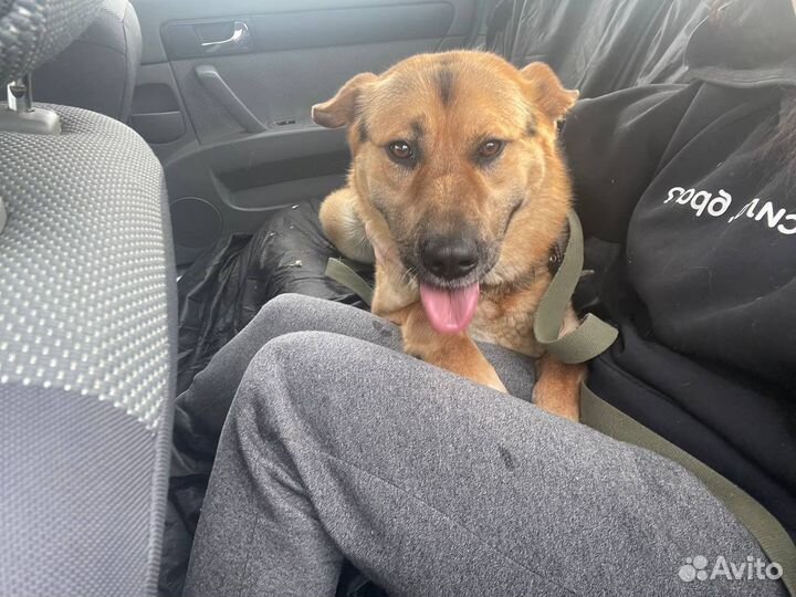 Собак по имени Шарик. Лучший друг