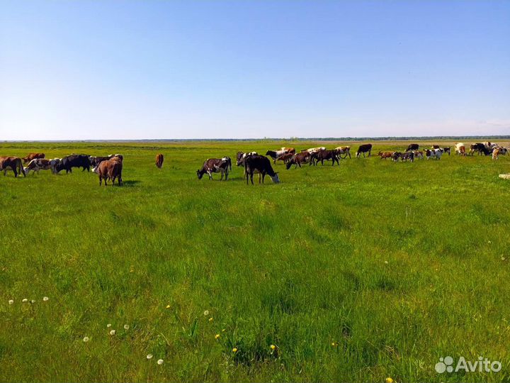 Коровы быки телята