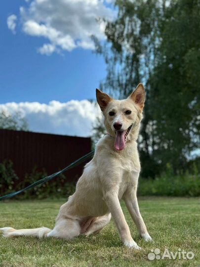 Белочка- собака без лапок ищет своего человека