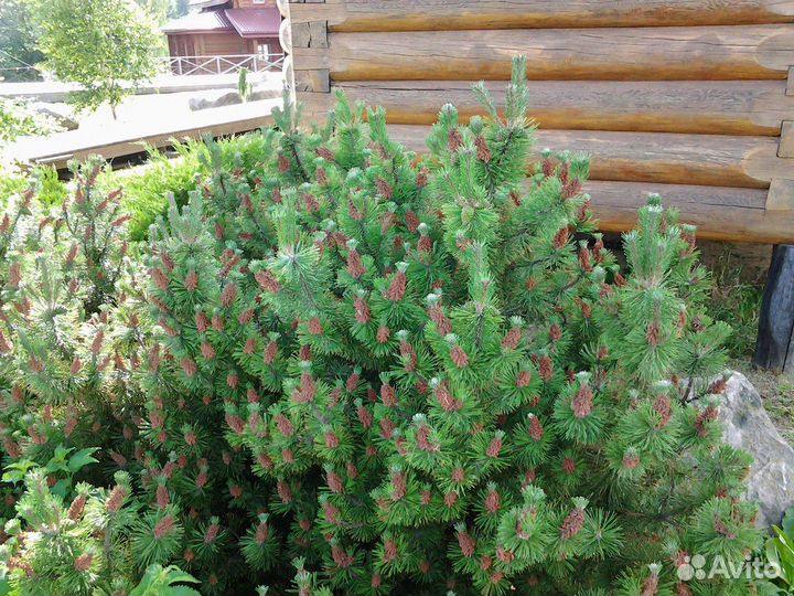 Саженцы деревьев и кустов, цветы