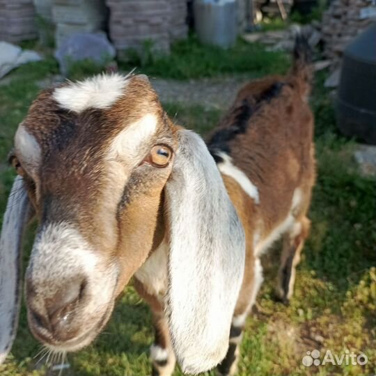 Коза нубийская