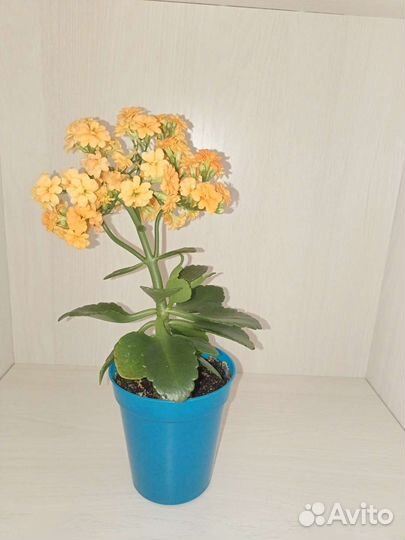 Каланхоэ цветущий