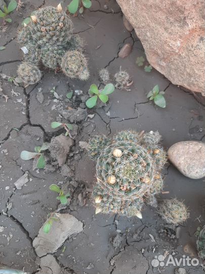 Феррокактус