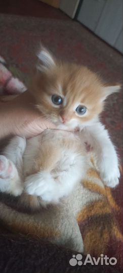 Вислоухие котятки