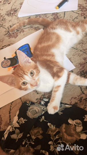 Отдам милых котях в хорошие руки