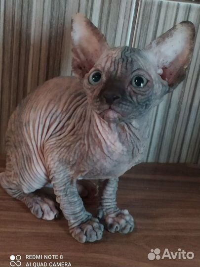 Канадский сфинкс