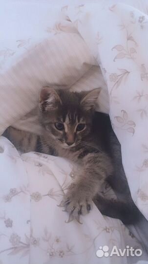 Серый Котенок мальчик