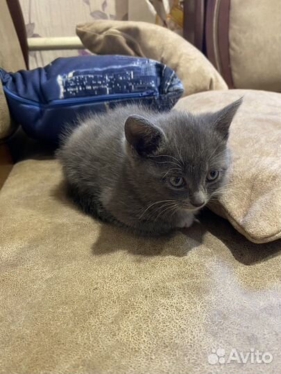 Котейка британец