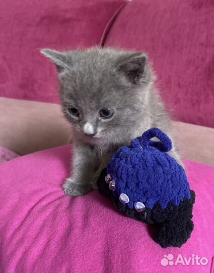 Британец мальчик