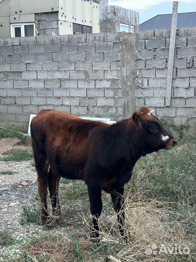 Телята телки