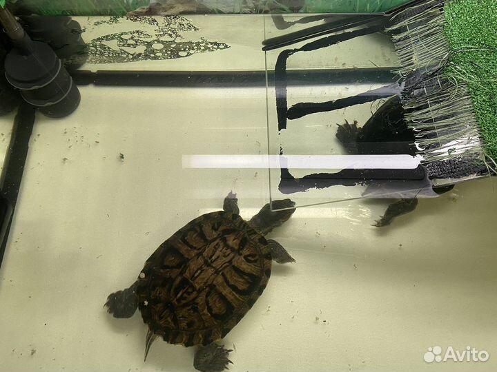 Террариум с черепахами