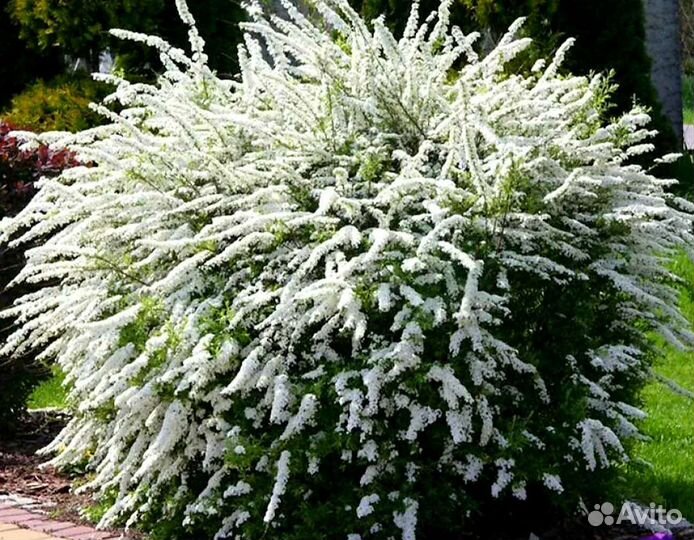 Спирея Грейфшейн