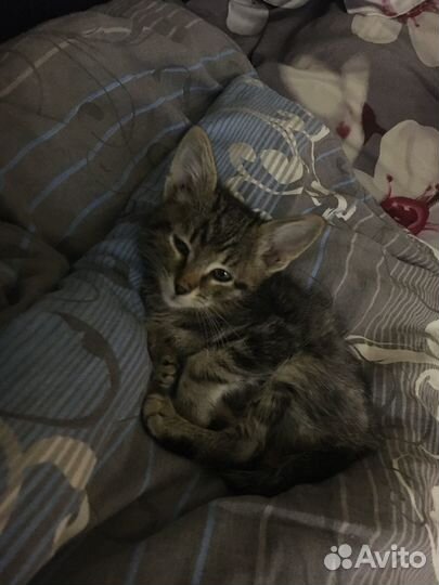 Продам котика 2 месяца