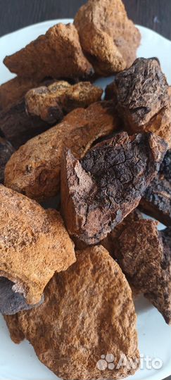 Чага березовая