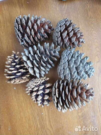 Шишки крымской сосны крупные для поделок, декора