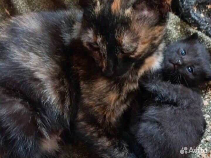 Отдам котенка в добрые руки