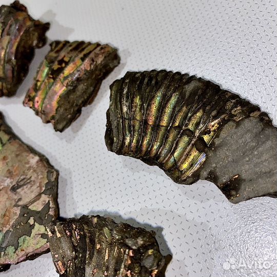 Перламутр аммонита