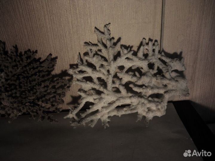 Морские кораллы