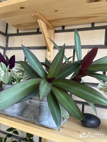 Традесканция Рео