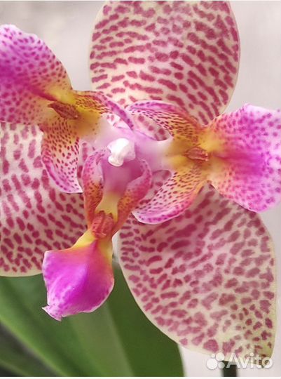Орхидея фаленопсис Сказка