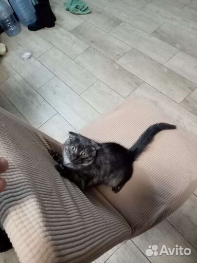 Вислоухая кошка бесплатно