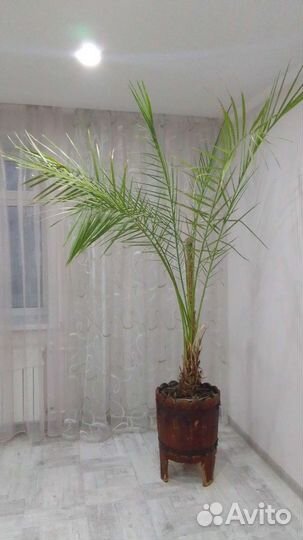 Финиковая пальма