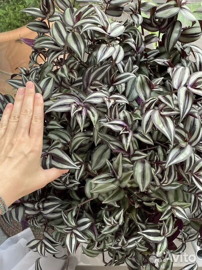 Традесканция зебрина силвер