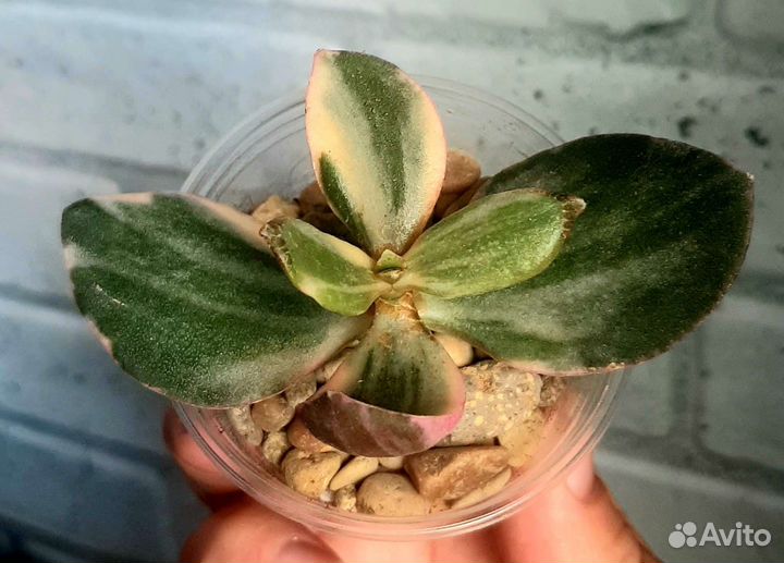 Сортовые Крассулы (Толстянки)