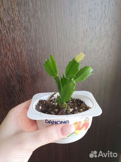 Декабрист шлюмбергера