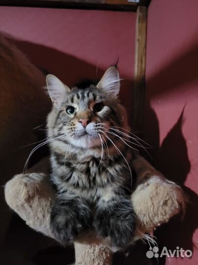 Лапки варежки)