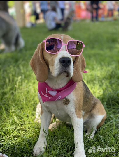 Кинолог, Дрессировка собак, Передержка собак