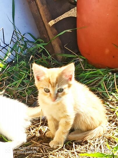 Домашние животные,котята,бесплатно