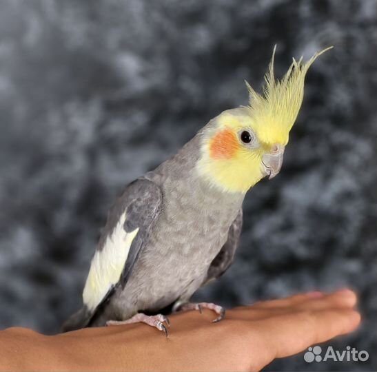 Попугай корелла с клеткой