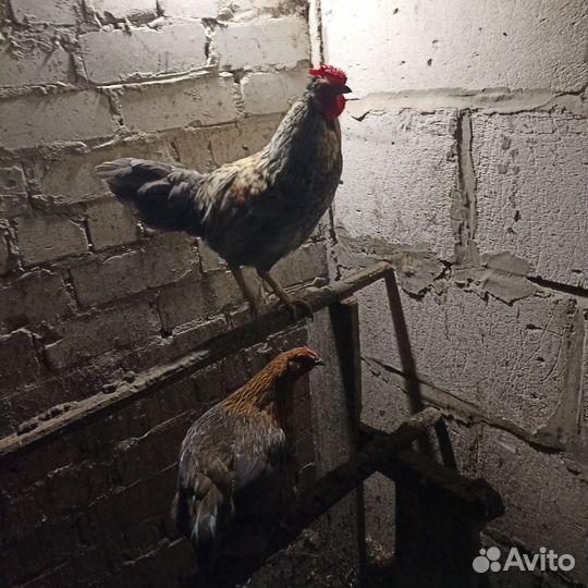 Молодые петухи