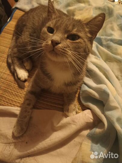 Кошка в надежные руки