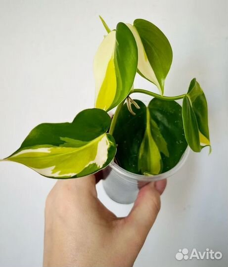 Комнатные растения цветы