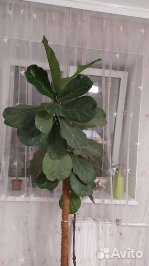 Фикус лирата, высота 2.1 метра