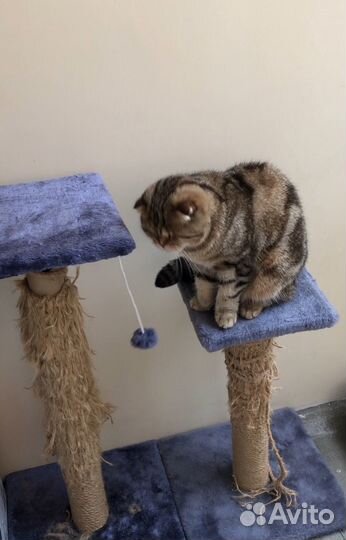 Передержка кошек