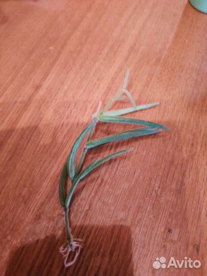 Хойя линеарис