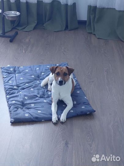 Парсон рассел терьер вязка