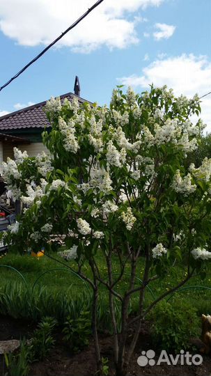 Сирень Сортовая Коллекция