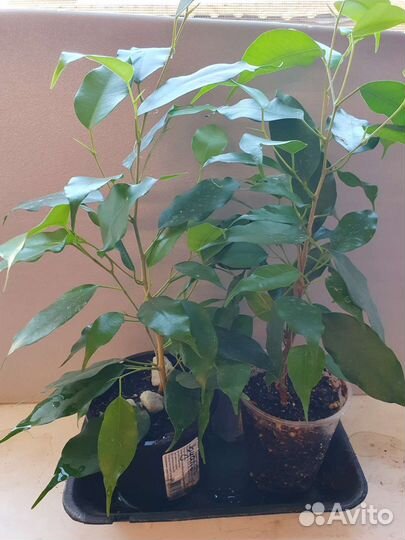 Комнатные цветы фикус Традесканция