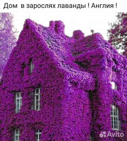 Грунт и бут