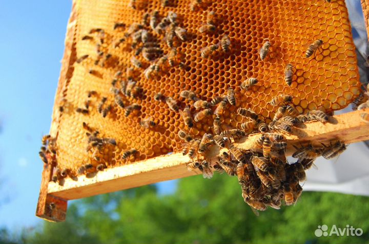 2024 Мёд натуральный алтайский опт