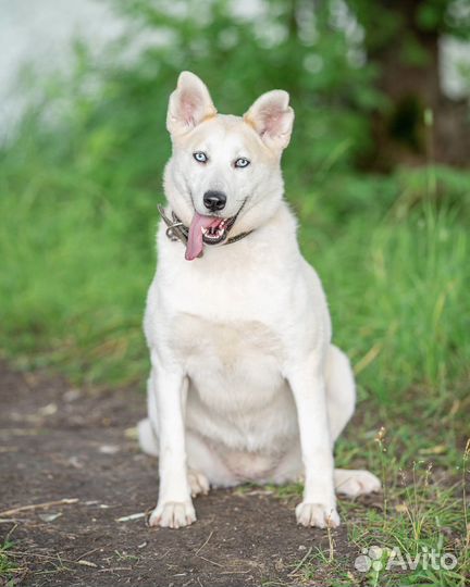 Метис хаски