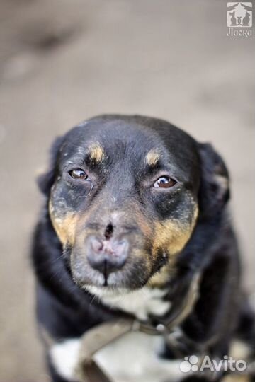 Умный Сириус