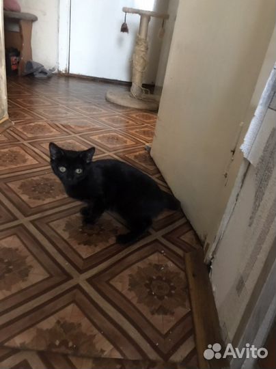 Шотландская