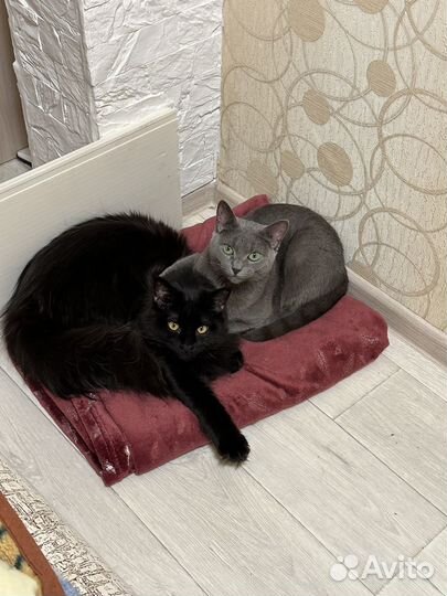 Кот в добрые руки