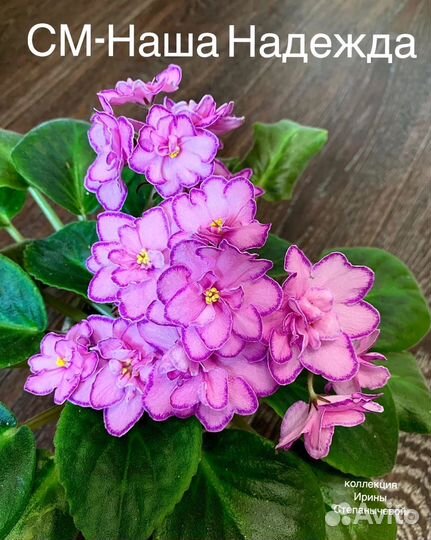 Листики фиалки