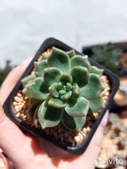 Эхеверия Ардже